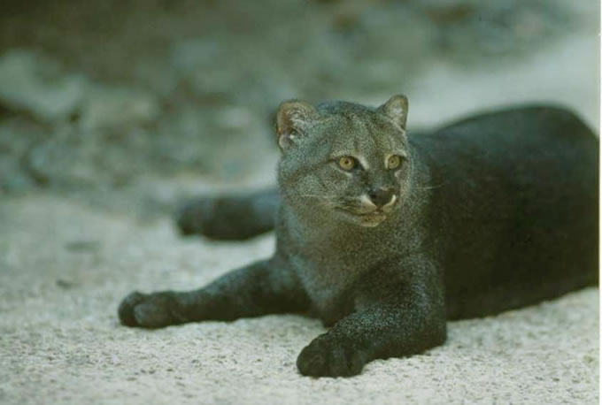 CONFIRMA ACADÉMICO DE LA UAEM, PRESENCIA DE JAGUARUNDI EN EL PARQUE HERMENEGILDO GALEANA
