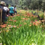 VISITAS GUIADAS A LOS CAMPOS DE LAS TIGRIDIAS