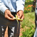 CAMPOS DE INVESTIGACIÓN DE TIGRIDIAS, EN LA UNIDAD ACADÉMICA TENANCINGO DE LA UAEM