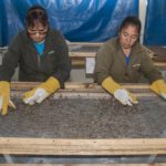 Selección de semilla para reforestar el Estado de México-22 at 10.44.34 AM