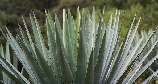 Agave de mezcal