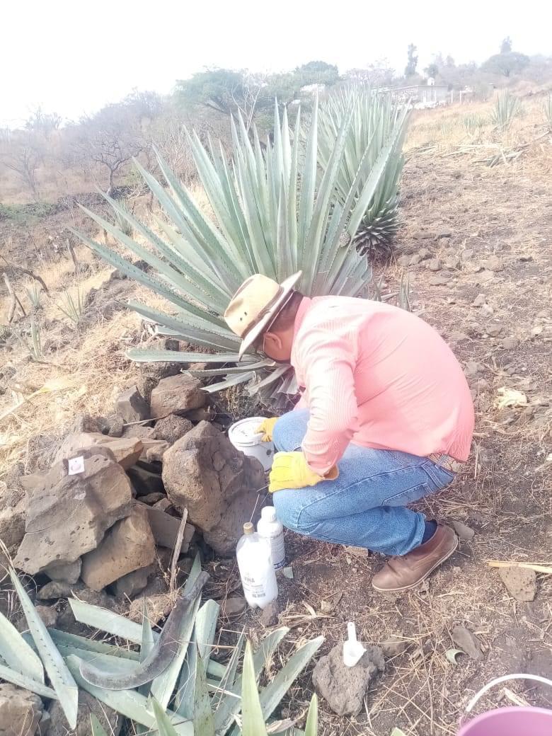 SEDAGRO PROTEGE MAGUEYES ZONA MEZCALERA WhatsApp Image 2020-05-27 at 12.48.55 PM