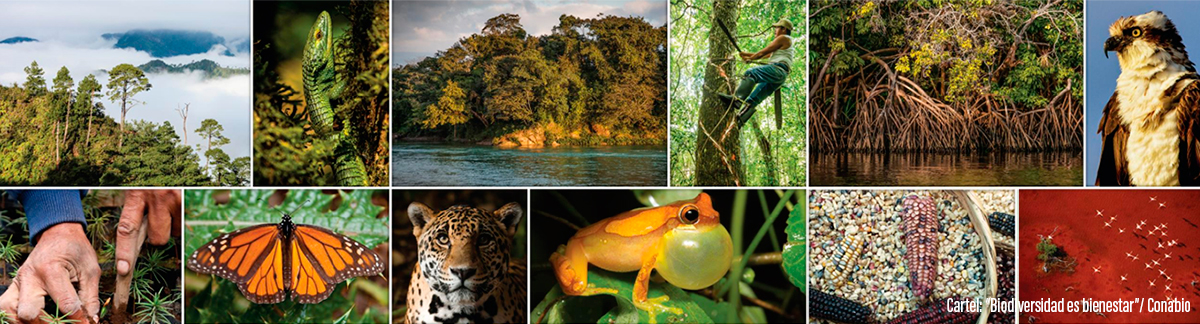 Biodiversidad en México