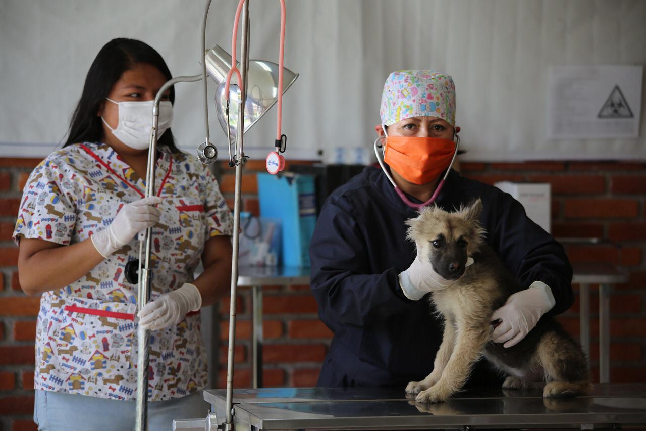 Metepec instala puestos de vacunación Antirrábica 2020-09-25 at 9.30.37 PM