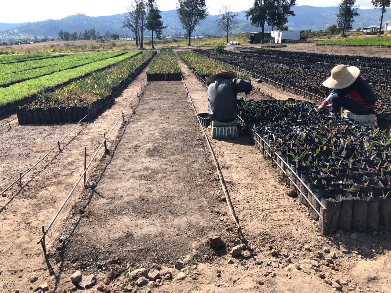 LANZA EDOMÉX CONVOCATORIA PARA OBTENER UNA BECA EN LA ESCUELA AGRÍCOLA PANAMERICANA ZAMORANO