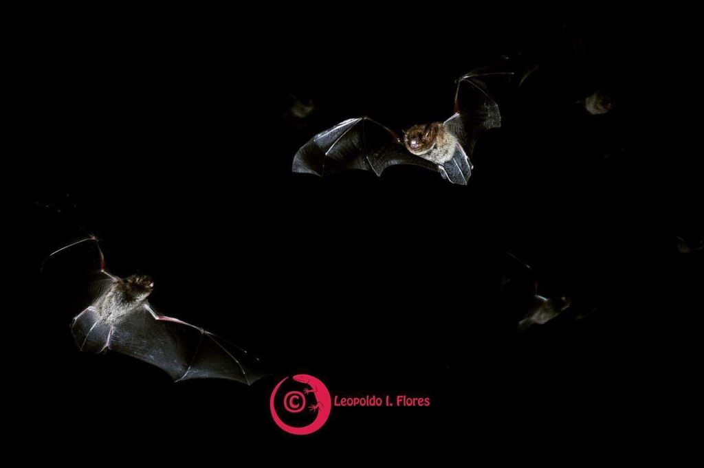 INVESTIGADOR DE LA UAEM DESARROLLA ACCIONES DE PROTECCIÓN AL MURCIÉLAGO INSECTÍVORO