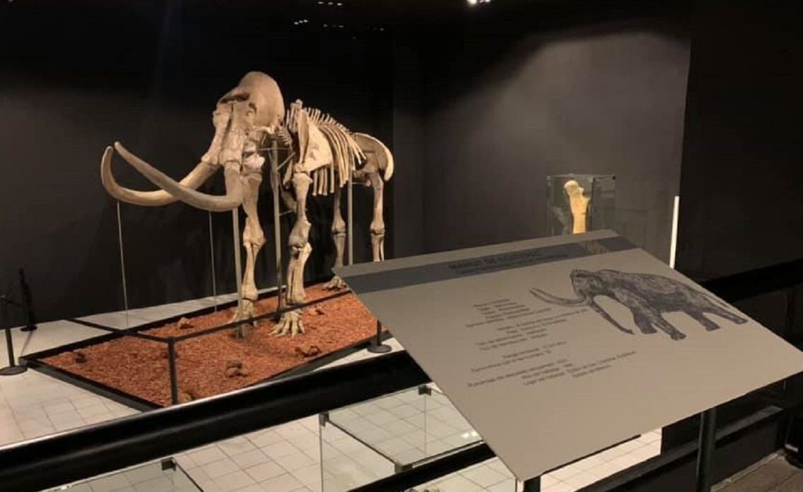 RECIBE “PACHA” EL MAMUT DE ECATEPEC, A VISITANTES DEL MUSEO DE ANTROPOLOGÍA E HISTORIA DEL ESTADO DE MÉXICO