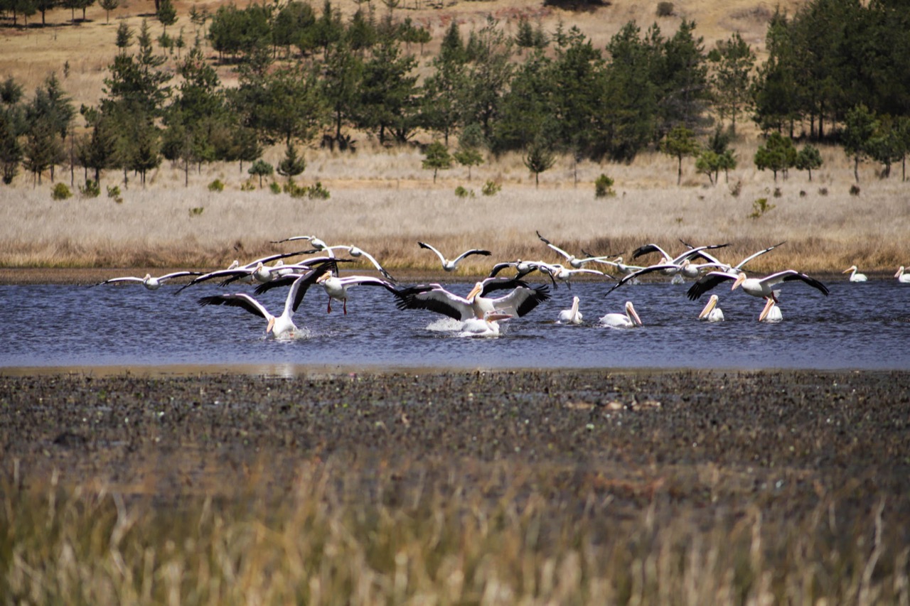 Llega Pelícano Blanco Americano al Parque Sierra Morelos, en Toluca. 2022-02-14