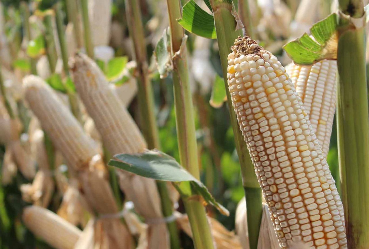 CONTRIBUYE CAMPO MEXIQUENSE CON 3.3 POR CIENTO DEL PIB NACIONAL AGROPECUARIO