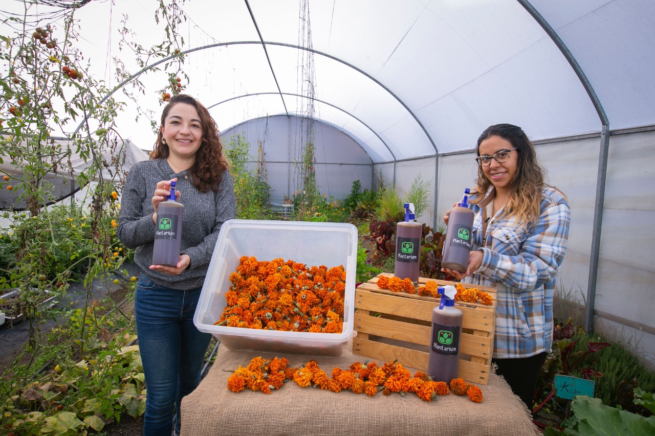 ????Egresadas de la UAEMéx desarrollan insecticida a partir de la flor de cempasúchil