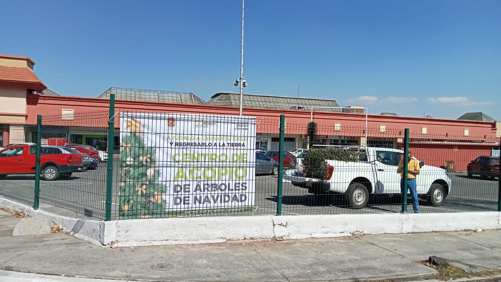 EN MARCHA EN METEPEC RECOLECCIÓN DE ÁRBOLES DE NAVIDAD PARA RECICLARLOS