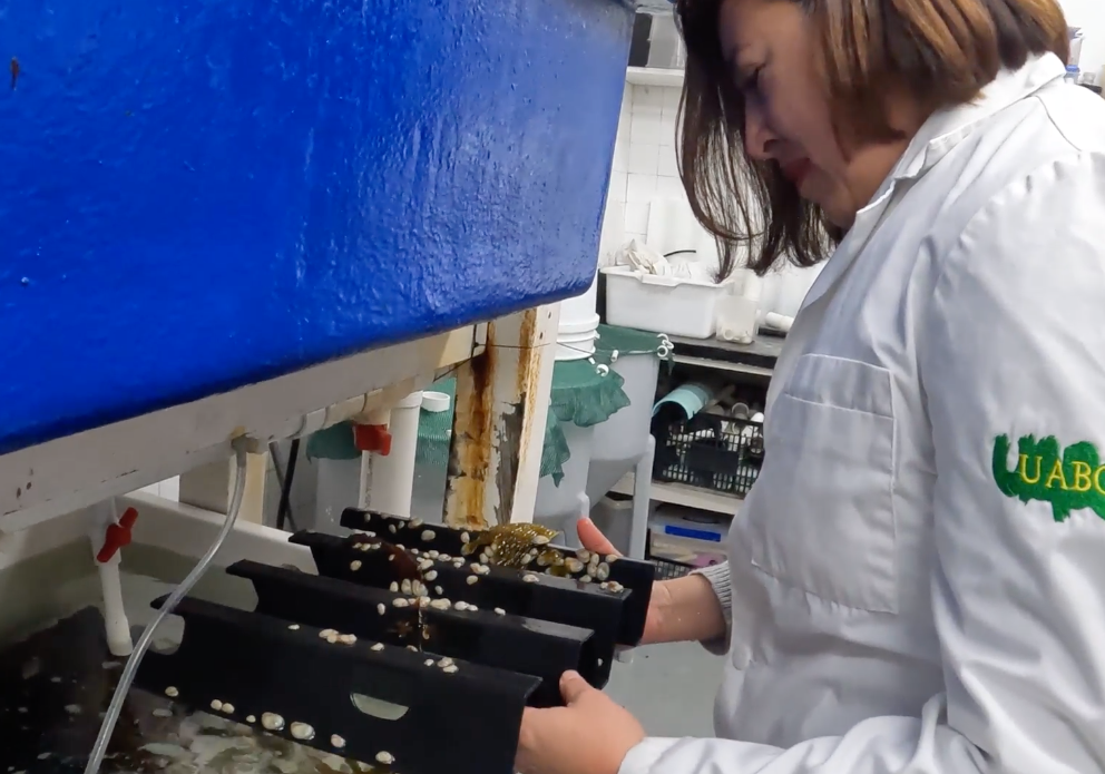 Mujeres en la ciencia: Tatiana Olivares, egresada UAEMéx, investiga la regeneración de neuronas y tejidos a partir del estudio de la galleta de mar