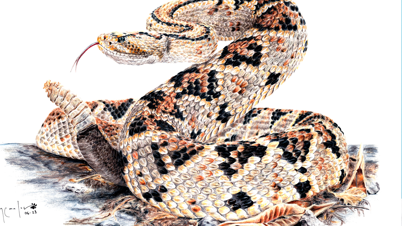 serpiente de cascabel