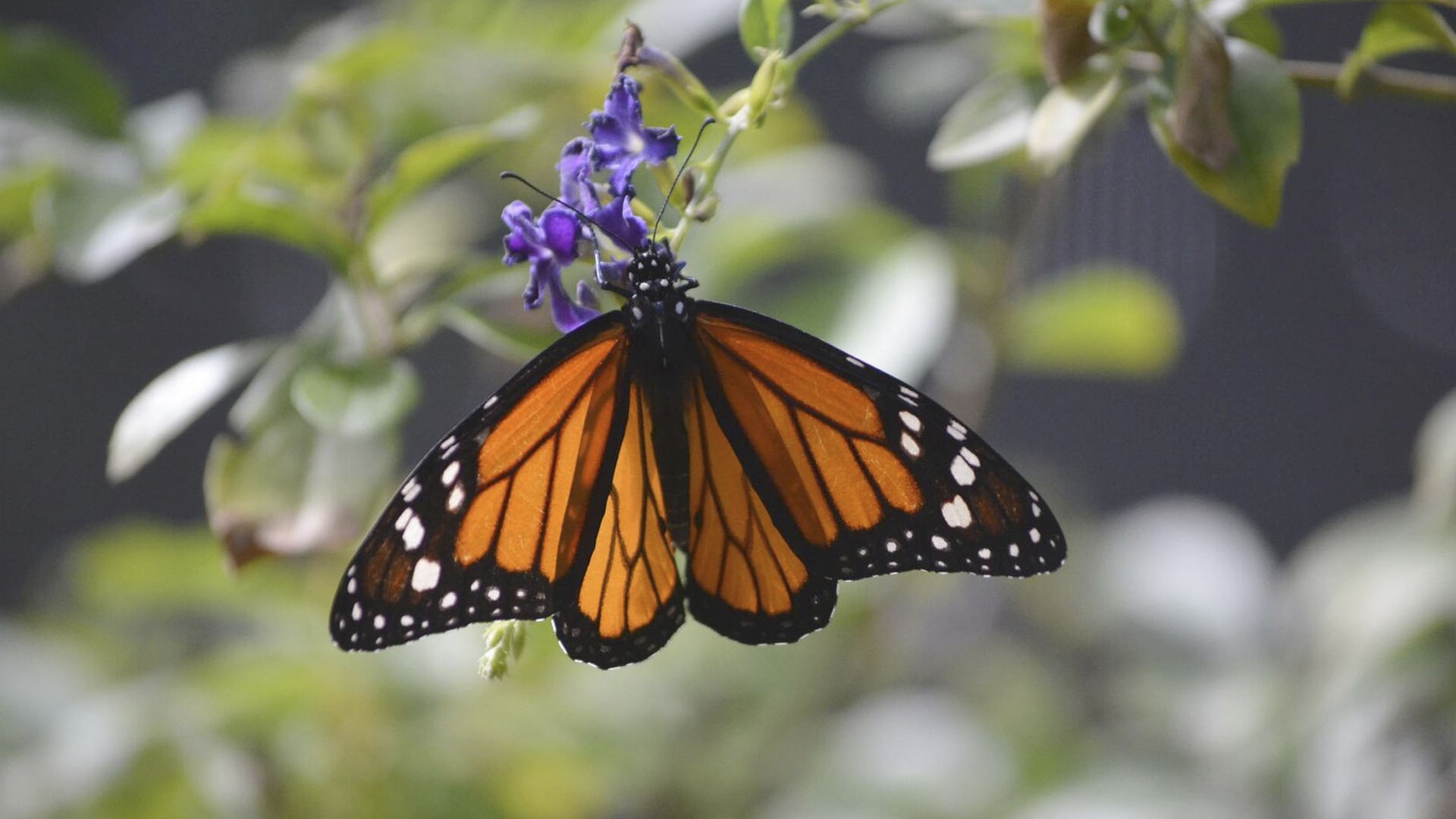 Los investigadores de la UAEMéx Simona Fernanda Bernal Pichardo y Josele Ricardo Flores Santín, piden políticas contra el uso indiscriminado de pesticidas, pues reducen el habitat de la Mariposa Monarca.