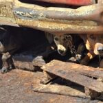 Más de cien perros encerrados y algunos cadáveres, encontraron elementos de la fiscalía General de Justicia en domicilio de Mexicaltzingo.