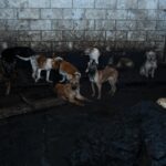 Más de cien perros encontró en un cateo en una casa de Mexicaltzingo la Fiscalía de Justicia del Estado de México