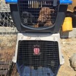 Rescatan más de cien caninos encerrados en un domicilio de Mexicaltzingo. 27-II-2025