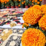 Flor de Cemnpasúchitl