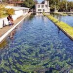 Pescados modificados genéticamente / Maullidos Urbanos