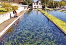 Pescados modificados genéticamente / Maullidos Urbanos