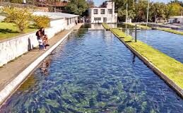 Pescados modificados genéticamente / Maullidos Urbanos