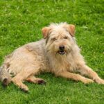 A través del CIRAC, la Facultad de Medicina Veterinaria y Zootecnia rehabilita y entrena perros rescatados para participar en terapias.