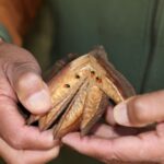 La UAEMéx, referente nacional en la conservación del Árbol de las Manitas