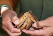 La UAEMéx, referente nacional en la conservación del Árbol de las Manitas