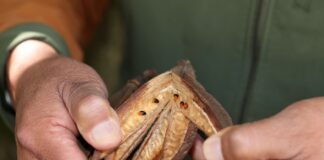 La UAEMéx, referente nacional en la conservación del Árbol de las Manitas