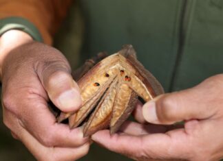 La UAEMéx, referente nacional en la conservación del Árbol de las Manitas