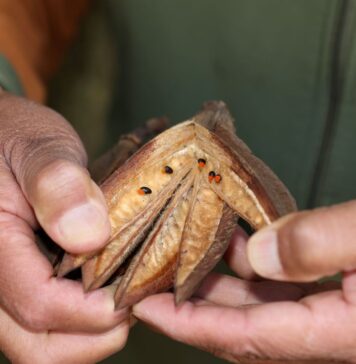 La UAEMéx, referente nacional en la conservación del Árbol de las Manitas
