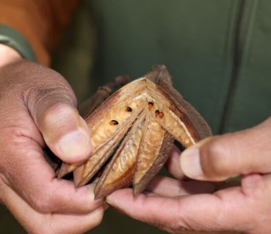 La UAEMéx, referente nacional en la conservación del Árbol de las Manitas