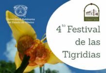 Invita la UAEMéx al Festival de las Tigridias