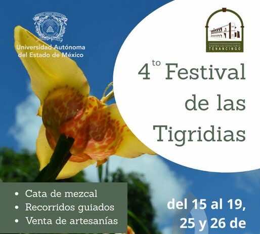 Invita la UAEMéx al Festival de las Tigridias