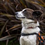 Una vez seleccionados los perros, se les entrena para que sean apoyo en rehabilitación de personas.