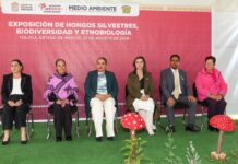 La UAEMéx y Gobierno del Estado de México fortalecen la divulgación científica con exposiciones sobre hongos y biodiversidad